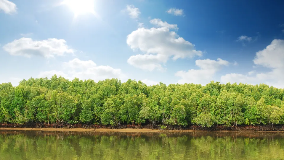 Panoramic shot of river bank on a sunny day