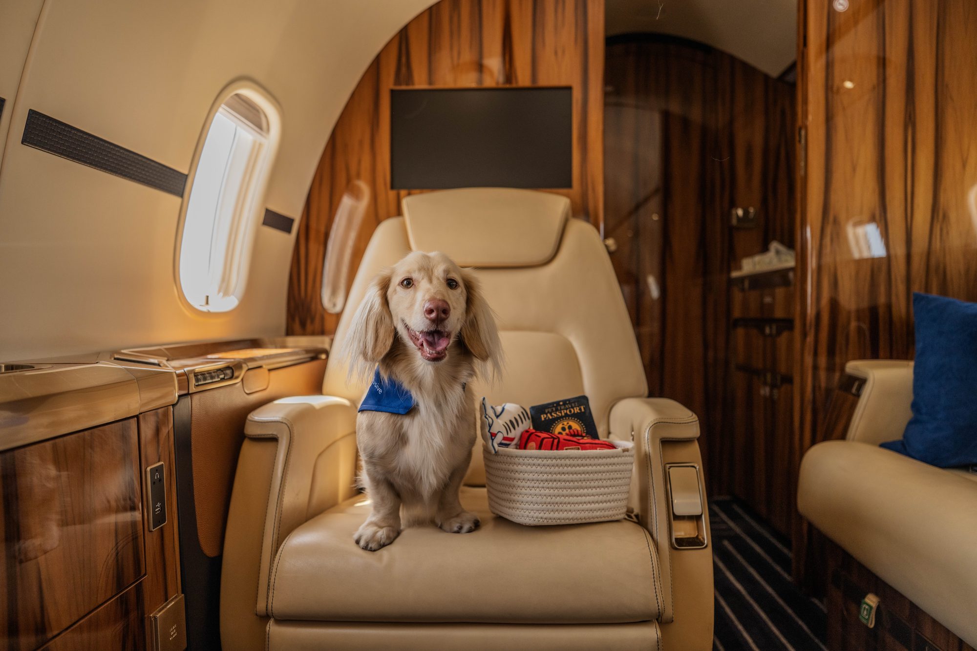 A member&rsquo;s dog in a cabin seat with a passport and treats beside it